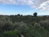 Agricampeggio Verde Etna