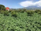 Agricampeggio Verde Etna