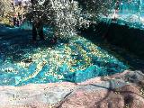 Agricampeggio Verde Etna